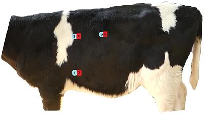 Repeatability and Feasibility of Pressure Algometry for Quantifying Mechanical Nociceptive Threshold in the Thoracic Region of Calves